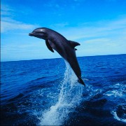 Are Dolphins Warning Humans About Health Risks?